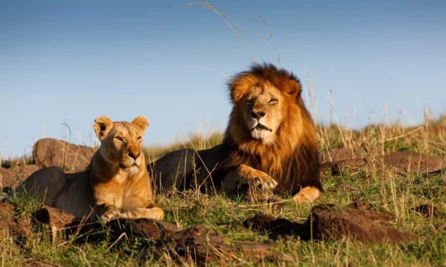 Berlin: 2-Hour Discovery Tour in a Volkswagen T2 Van - Victory Column and Schloss Bellevue