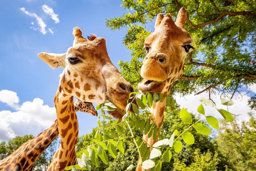 Berlin: Tickets for the Tierpark in East Berlin - The Africa Savannah is the park’s modern highlight