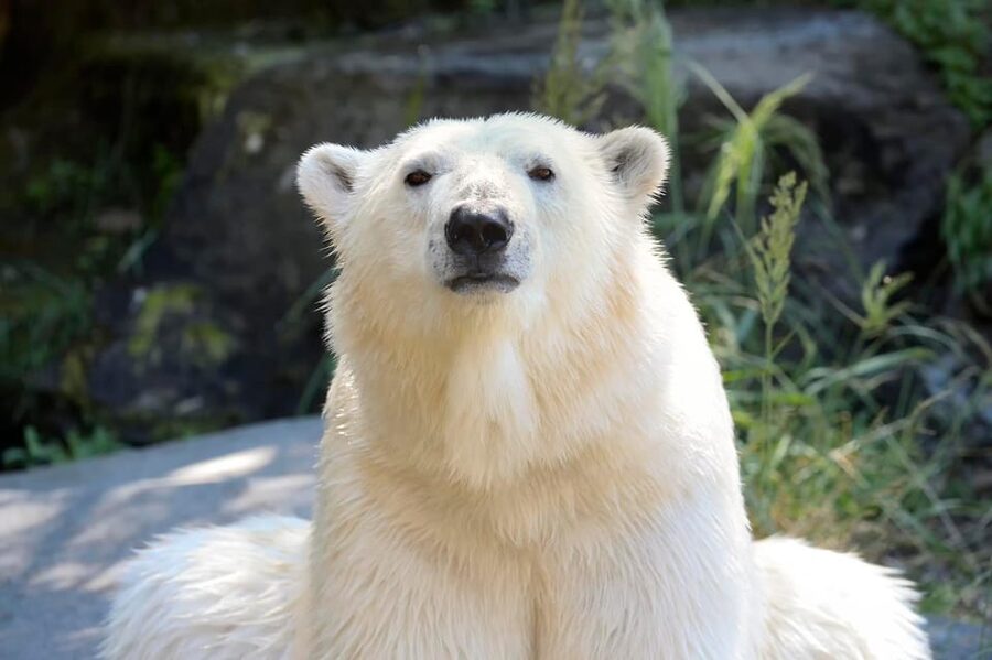 Berlin: Tickets for the Tierpark in East Berlin - The free electric train can save your feet