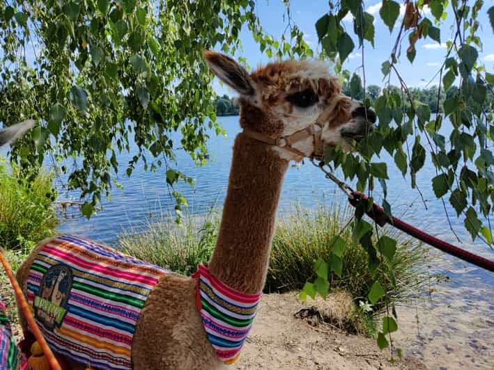 Braunschweig: Alpaca Trekking Tour - Key points at a glance