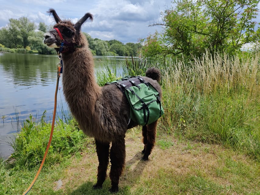 Braunschweig: Alpaca Trekking Tour - Should you book the Braunschweig alpaca trek?