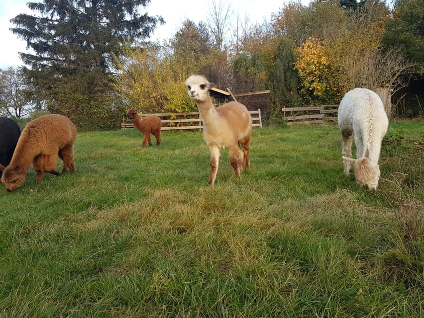 Braunschweig: Alpaca Trekking Tour - Walking with an alpaca near Braunschweig