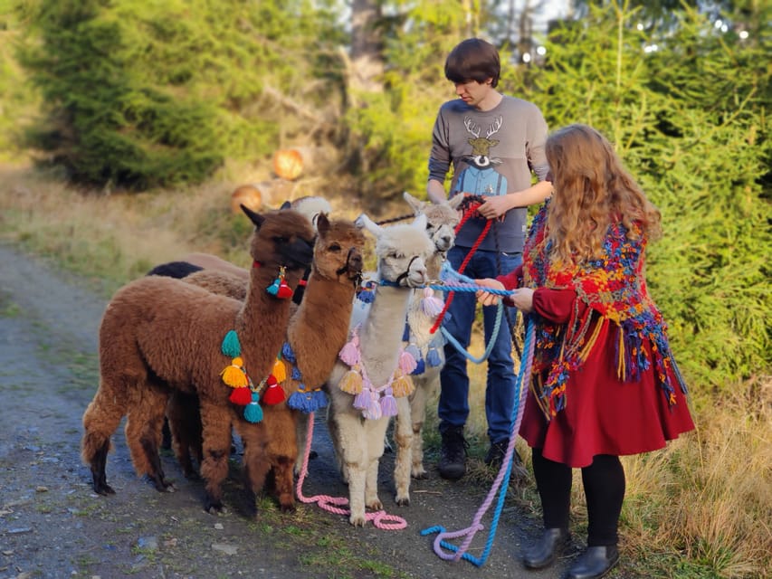 Braunschweig: Alpaca Trekking Tour - Seventy-five minutes on foot beside the water