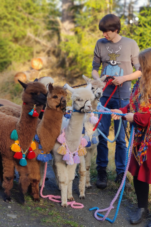 Braunschweig: Alpaca Trekking Tour - Riddagshausen adds coffee and cake