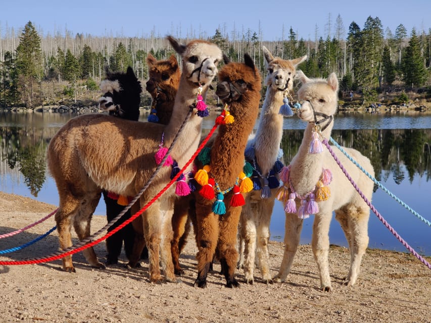 Braunschweig: Alpaca Trekking Tour - What the strong feedback tells you
