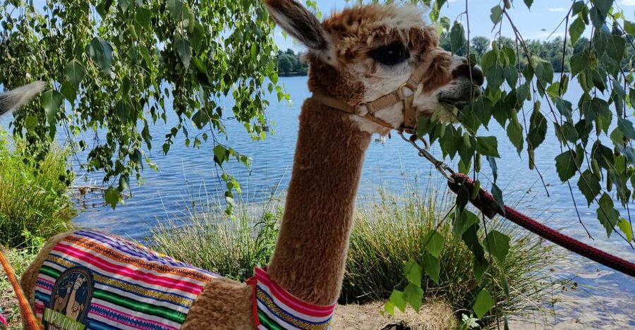 Braunschweig: Alpaca Trekking Tour - Who should book this experience