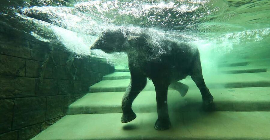 Leipzig Zoo: Entry Ticket - Asian Elephants and the Underwater View