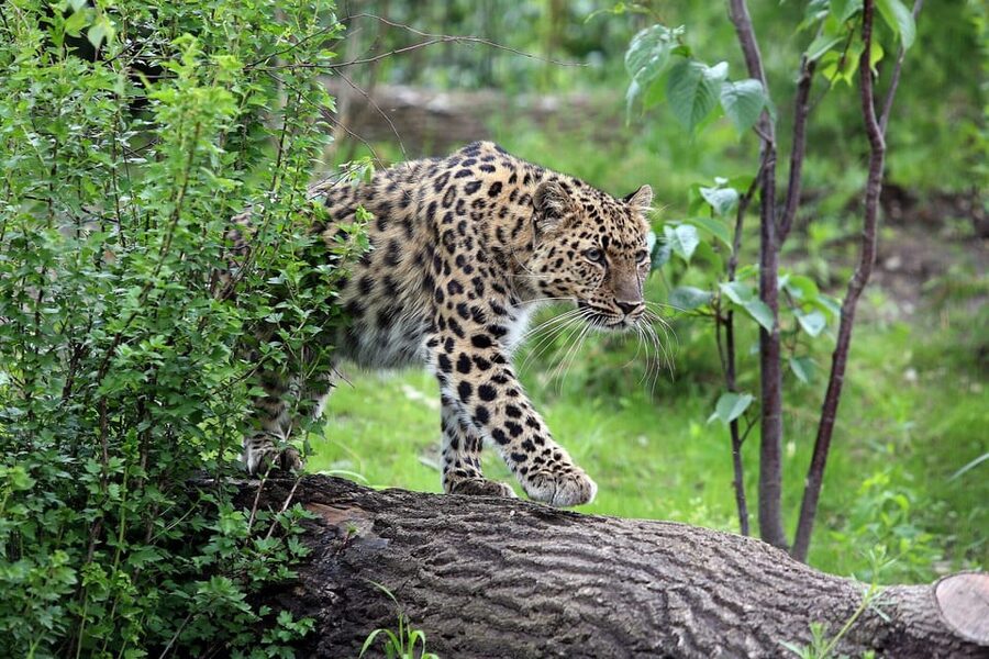 Leipzig Zoo: Entry Ticket - Pongoland’s Four Great Ape Species