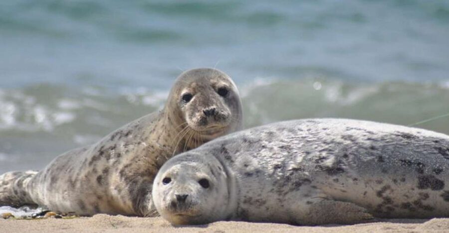 List/Sylt: Guided Seal-Watching Cruise on a Rustic Boat - Watching Seals in the Wadden Sea