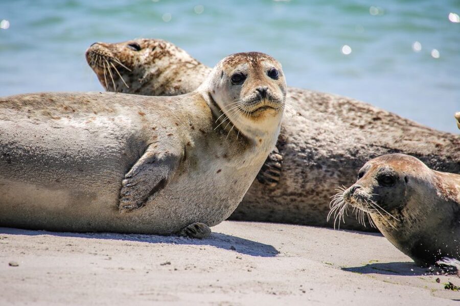 List/Sylt: Guided Seal-Watching Cruise on a Rustic Boat - Value of the Experience