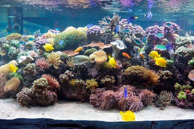 SEA LIFE Speyer Admission Ticket - The Mediterranean tunnel and Marty the turtle