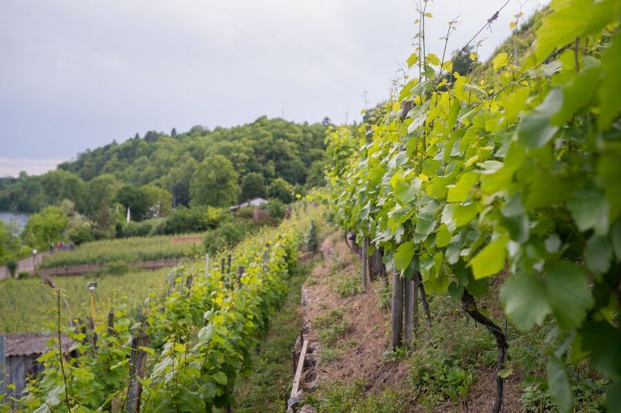 Stuttgart: Hiking Tour with Craft Beer Tasting - FAQ